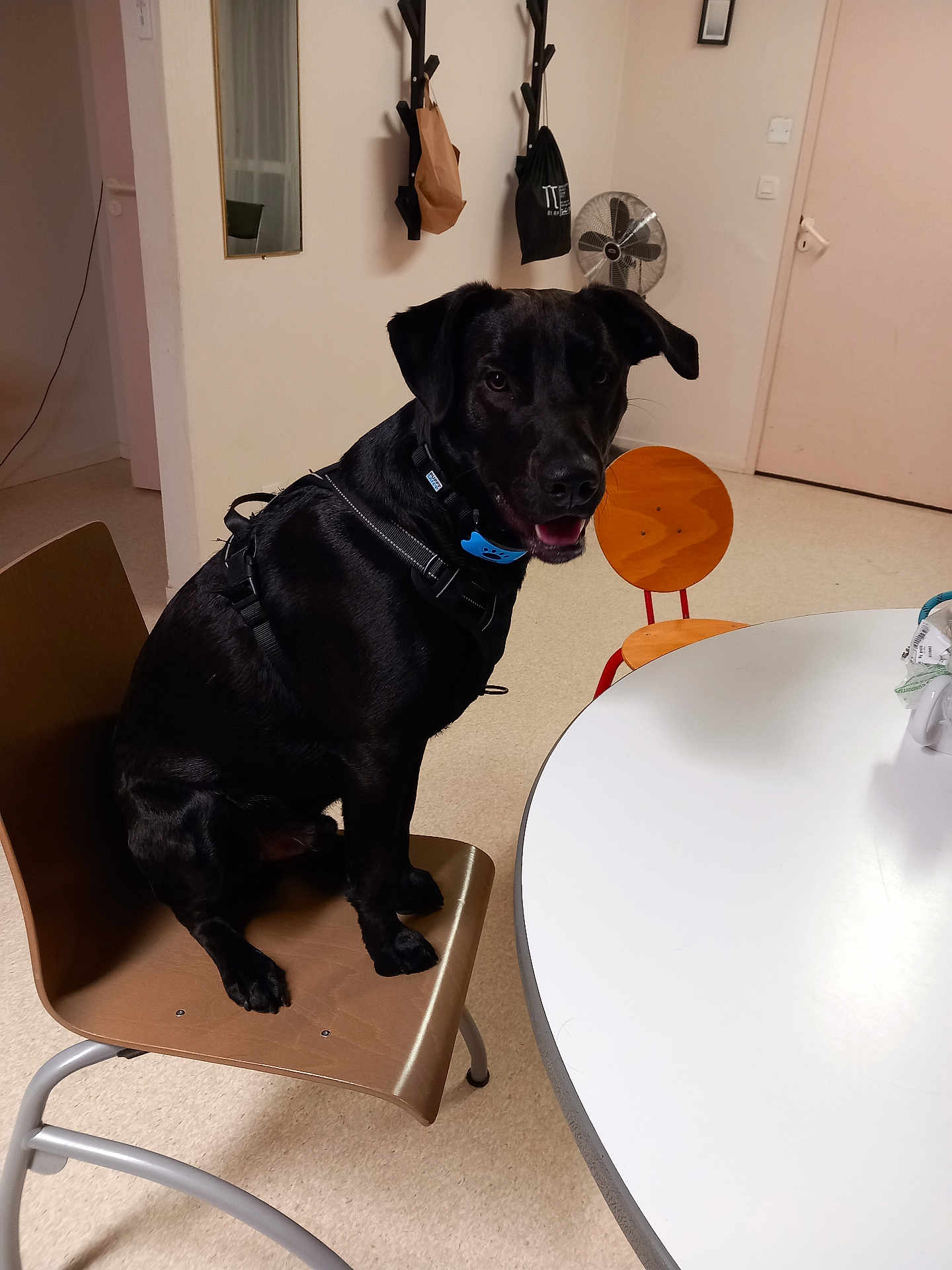 Athos participe au concours pour gagner de l'argent avec cette photo : dog, black_dog, chair, wooden_chair, table, indoor, harness, collar, tongue, paws, sitting, fan, door, wall, mirror, bag, hooks, floor, home, portrait
