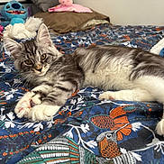 Arya a rejoint le concours — aidez-le/la à gagner de superbes lots ! cat, kitten, bed, bedding, plush_toy, stuffed_animal, pattern, floral, bird, indoor, pet, feline, cute, animal, resting, fur, whiskers, eyes, paw, colorful
