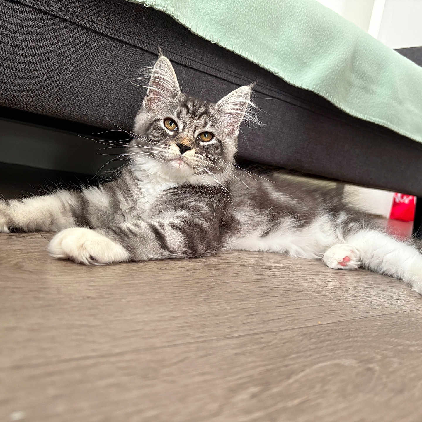 Arya participe au concours pour gagner de l'argent avec cette photo : animal, blanket, cat, couch, curious, domestic, feline, floor, fur, gray, home, indoor, kitten, paw, pet, relaxed, resting, whiskers, white, wooden_floor