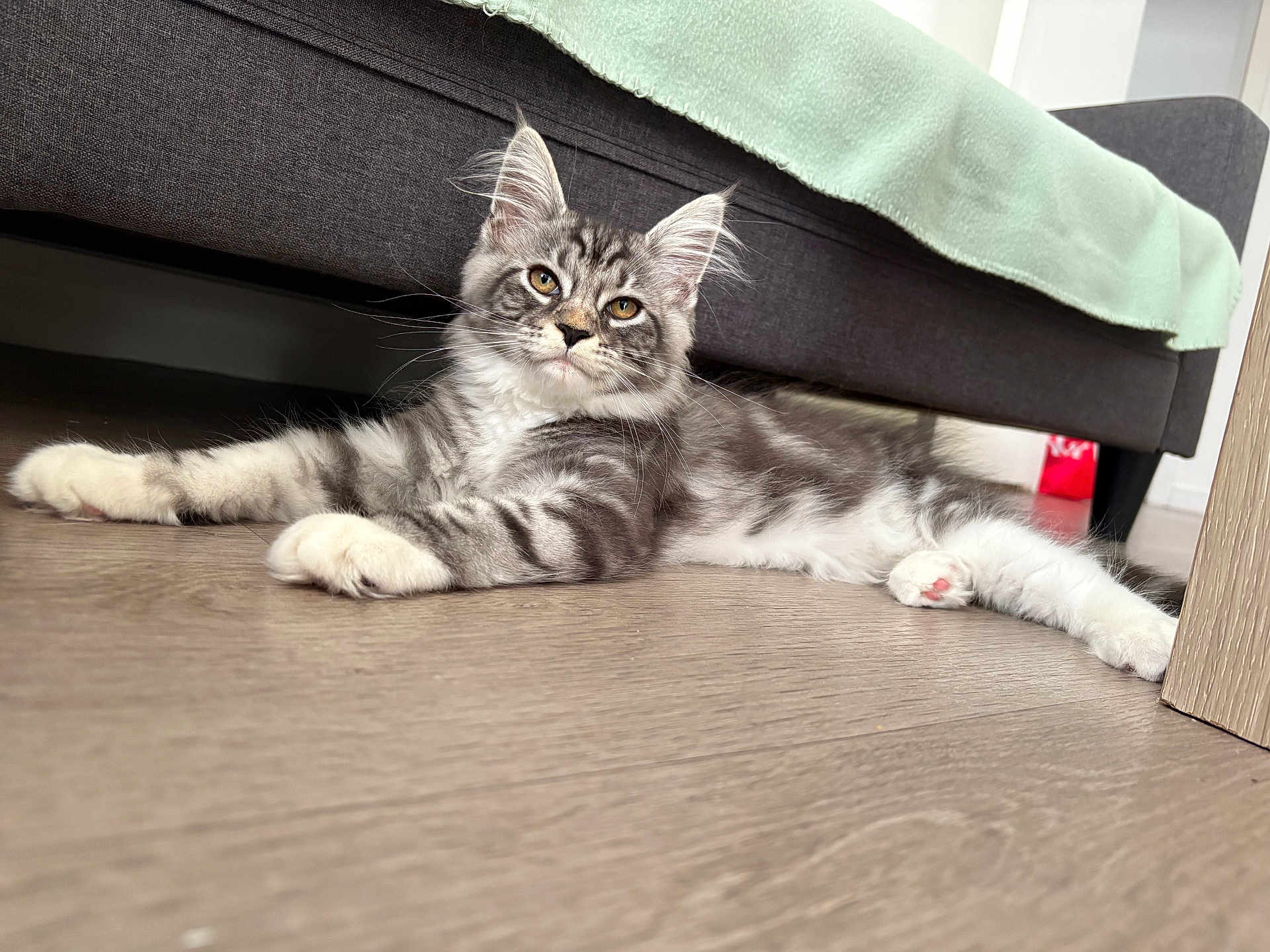 Arya participe au concours pour gagner de l'argent avec cette photo : cat, kitten, feline, pet, indoor, floor, couch, blanket, fur, whiskers, paw, relaxed, curious, gray, white, wooden_floor, home, domestic, animal, resting