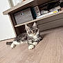 Arya a rejoint le concours — aidez-le/la à gagner de superbes lots ! kitten, cat, pet, indoor, floor, wooden_floor, shelf, box, book, gray_cat, white_paws, curious, young_cat, feline, animal, domestic_cat, resting, cute, fur, whiskers
