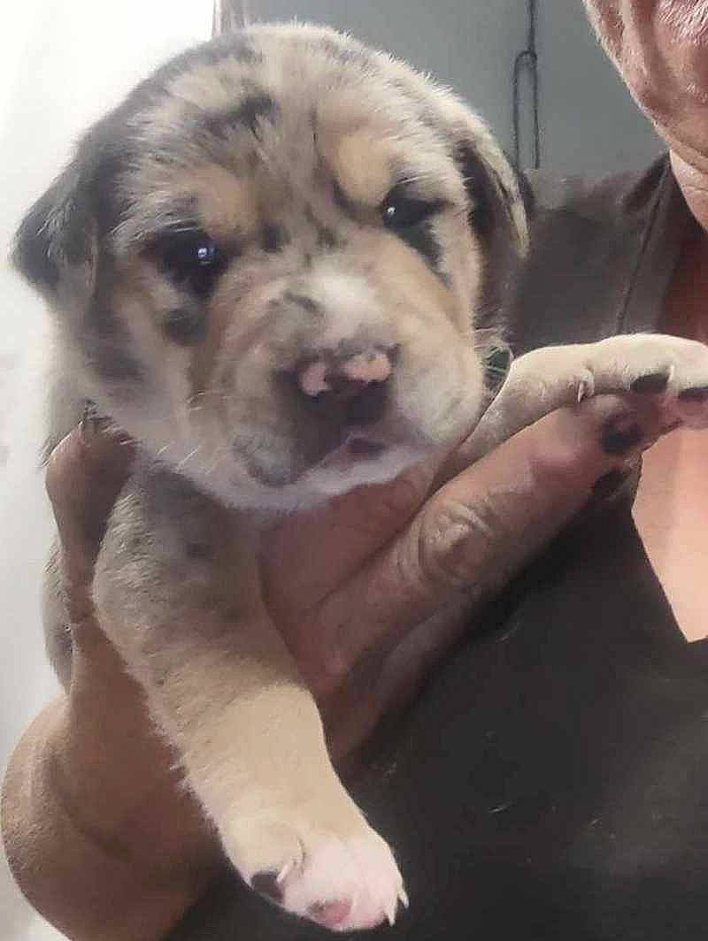 Henry joined the competition — help win amazing prizes! ancient_dog_breeds, carnivore, comfort, companion_dog, dog, dog_breed, fur, guard_dog, nail, non_sporting_group, paw, puppy_love, selfie, toy_dog, whiskers, working_animal, working_dog