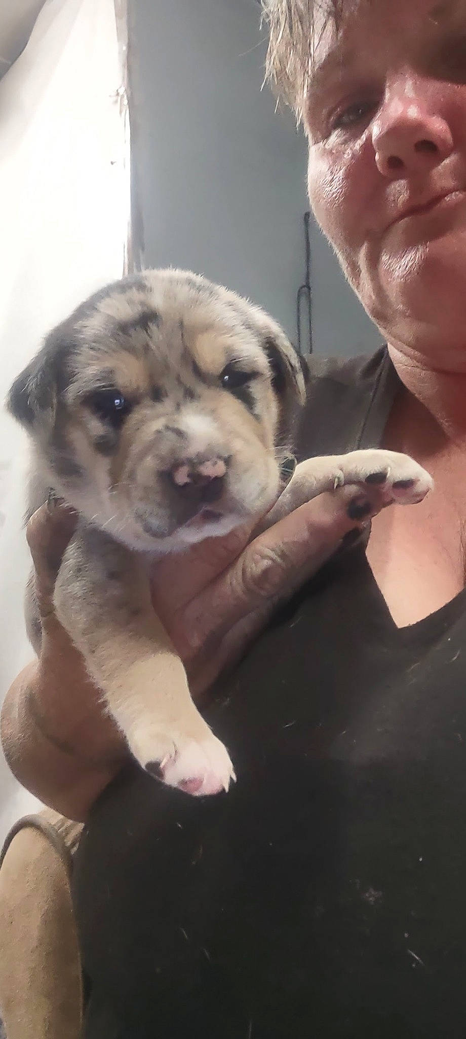 Henry is registered to the contest to win money with this photo: canidae, carnivore, companion_dog, dog, dog_breed, eyewear, fawn, fur, gesture, guard_dog, jaw, livestock_guardian_dog, puppy_love, skin, snout, sporting_group, toy_dog, whiskers, working_dog, wrinkle