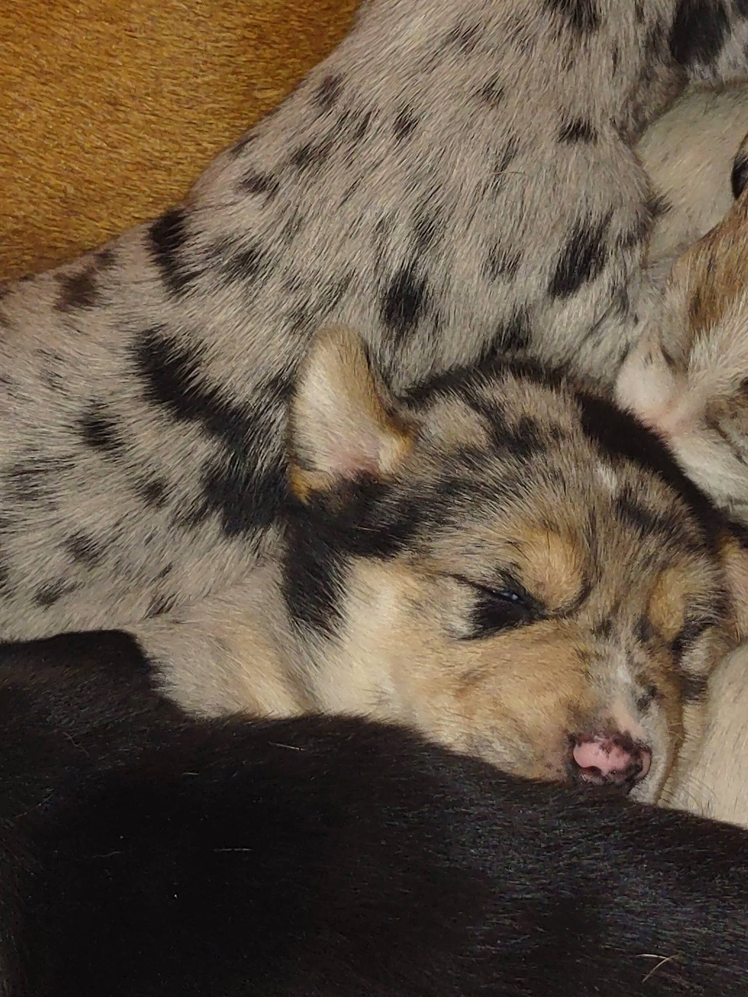 Henry is registered to the contest to win money with this photo: canidae, canis, carnivore, dog, dog_breed, fawn, felidae, flooring, fur, non_sporting_group, pattern, paw, snout, sporting_group, terrestrial_animal, whiskers, wildlife, wolf