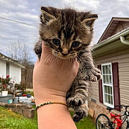 Meeko joined the competition — help win amazing prizes! kitten, cat, tabby, fluffy, fur, whiskers, paws, pet, animal, being_held, human_hand, bracelet, outdoor, backyard, house, window, bicycle, grass, cloudy_sky, portrait