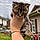 Meeko