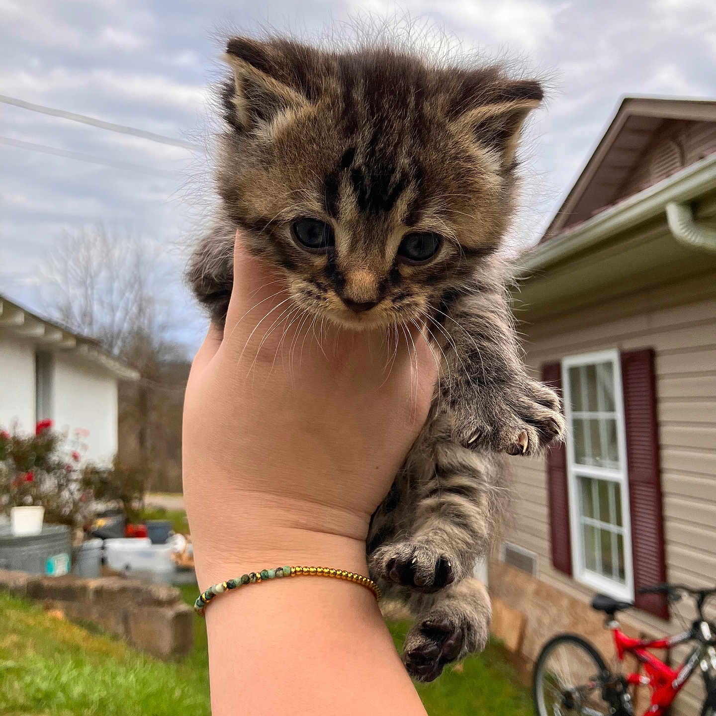Meeko