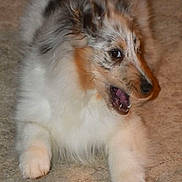 Cash is registered to the contest to win money with this photo: puppy, dog, canine, fluffy, long_hair, tricolor, white_fur, brown_fur, black_fur, open_mouth, teeth, tongue, portrait, close_up, lying_down, carpet, indoor, pet, cute, playful