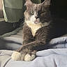 animal, bed, bedroom, blanket, cat, crossed_paws, ears, fluffy, funny_expression, gray_fur, green_eyes, indoors, pet, portrait, relaxed, sitting, sunlight, tuxedo_cat, whiskers, white_fur