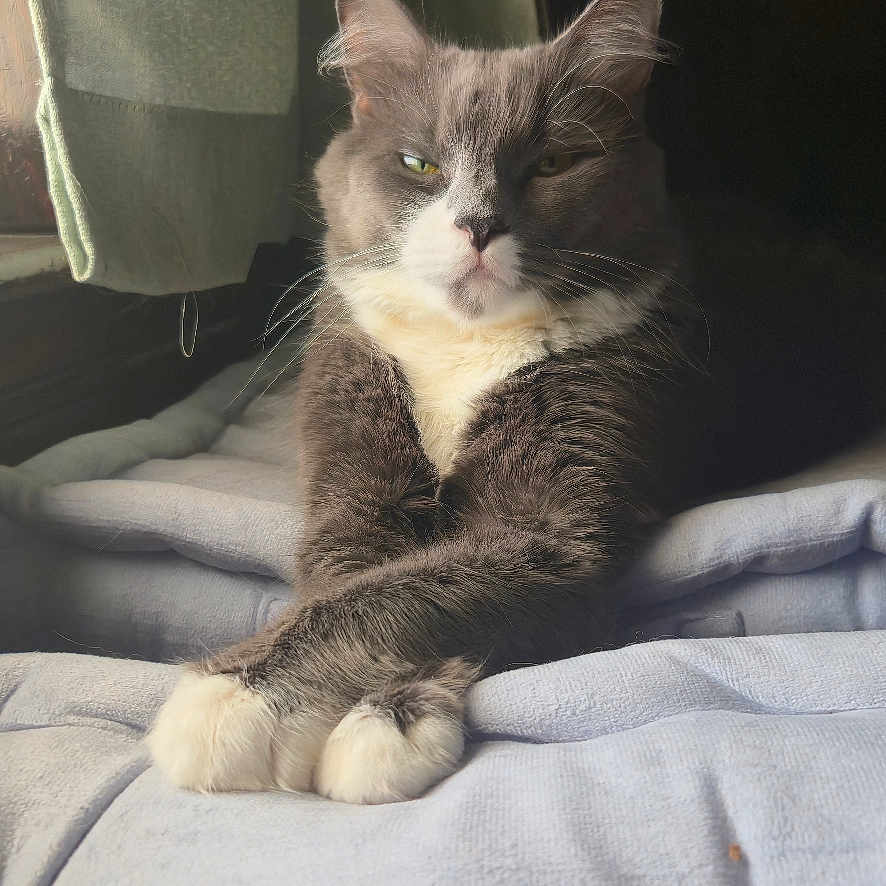 Fluffinator is registered to the contest to win money with this photo: animal, bed, bedroom, blanket, cat, crossed_paws, ears, fluffy, funny_expression, gray_fur, green_eyes, indoors, pet, portrait, relaxed, sitting, sunlight, tuxedo_cat, whiskers, white_fur