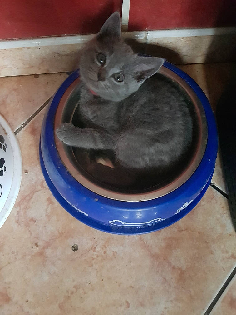 Pancho a rejoint le concours — aidez-le/la à gagner de superbes lots ! british_shorthair, carnivore, cat, chartreux, domestic_short_haired_cat, felidae, korat, mammal, nebelung, russian_blue, small_to_medium_sized_cats, whiskers