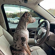 Punzi is registered to the contest to win money with this photo: dog, canine, pet, sitting, car_interior, drivers_seat, steering_wheel, leather_seat, window, parking_lot, cars, trees, side_mirror, dashboard, profile_view, brindle_coat, attentive, passenger_seat, vehicle, road_trip
