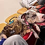 Punzi is registered to the contest to win money with this photo: service_dog, dog, harness, leash, pink_collar, pitbull, brindle_coat, close_up, tongue_out, seated, chair, audience, people, person, indoor, waiting_room, assistance_animal, bag, patch, companion