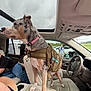 Punzi is registered to the contest to win money with this photo: dog, car_interior, center_console, steering_wheel, sunroof, backpack, harness, pink_collar, leather_seat, cup_holder, person, child, parking_lot, cloudy_sky, window, dashboard, snack_wrapper, car_door, seat, road_trip