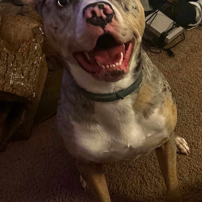 Punzi is registered to the contest to win money with this photo: brindle_coat, cables, carpet, charger, close_up, collar, dog, electronics, flooring, happy, indoor, nose, paws, pet, portrait, sitting, smiling_dog, tongue, wall_paneling, wood_log