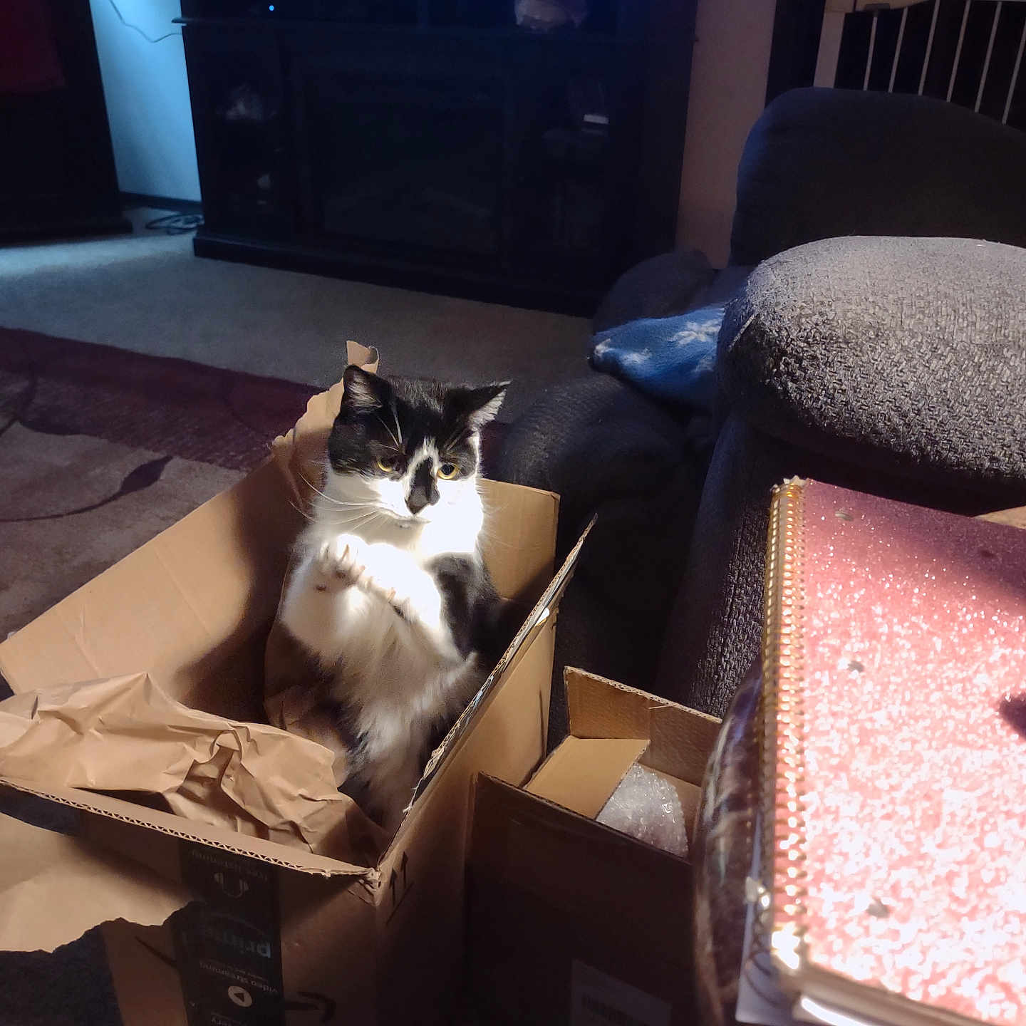 Sugar joined the competition — help win amazing prizes! animal, architecture, box, building, cardboard, carton, cat, computerhardware, couch, electronics, furniture, hardware, indoors, livingroom, monitor, person, pet, room, screen, tv