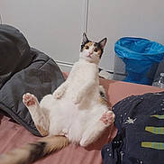 Nala participe au concours pour gagner de l'argent avec cette photo : abyssinian, accessories, animal, baby, bag, bed, blanket, cat, couch, cushion, furniture, handbag, homedecor, indoors, kitten, person, pet, siamese, strap, wood