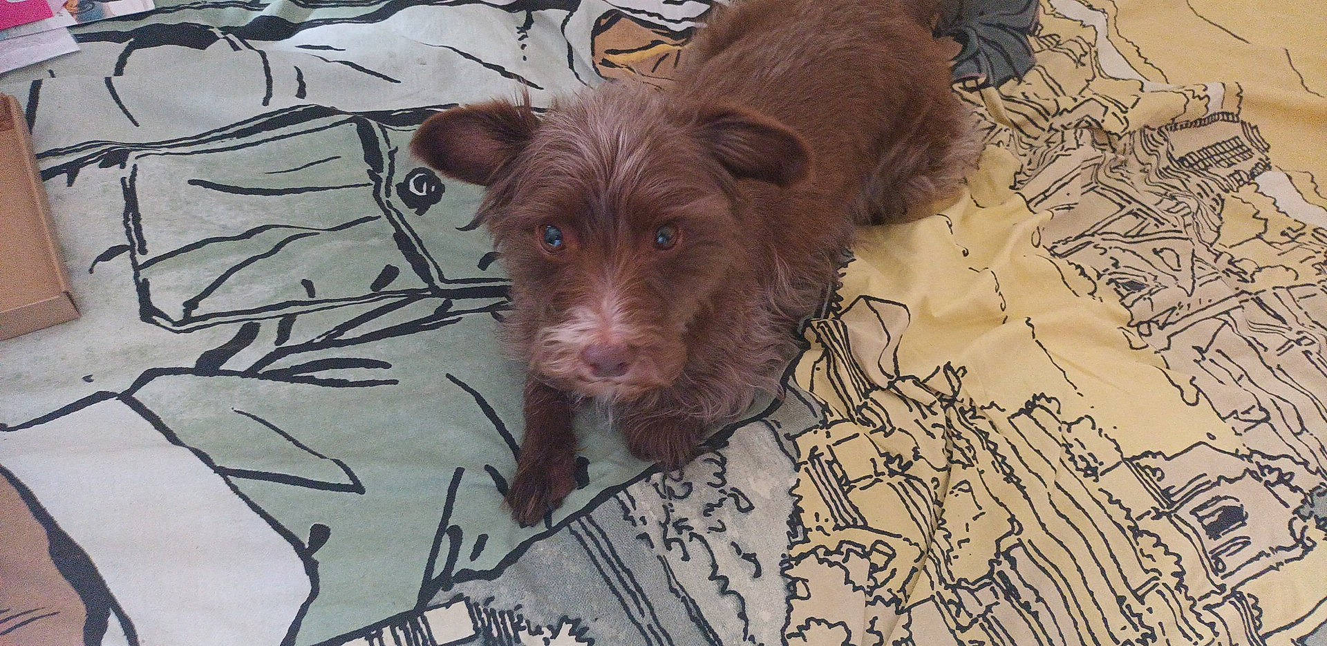 Scoubidoo a rejoint le concours — aidez-le/la à gagner de superbes lots ! canidae, carnivore, companion_dog, dog, dog_breed, fur, liver, manhole, puppy, snout, sporting_group, t_shirt, terrestrial_animal, terrier, toy_dog, whiskers, working_animal