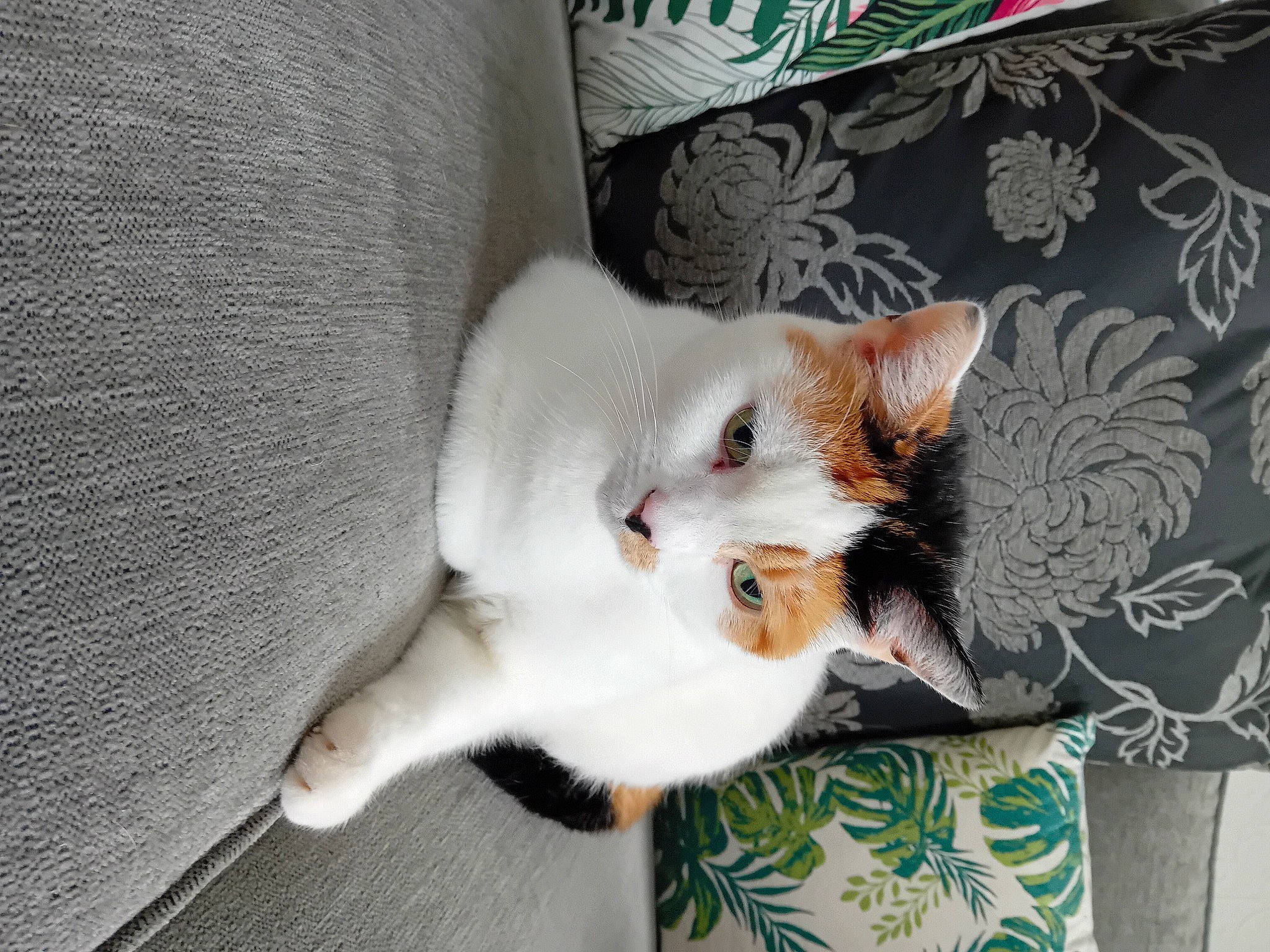 Grace is registered to the contest to win money with this photo: carnivore, cat, cat_supply, claw, domestic_short_haired_cat, fawn, felidae, fur, paw, small_to_medium_sized_cats, tail, whiskers