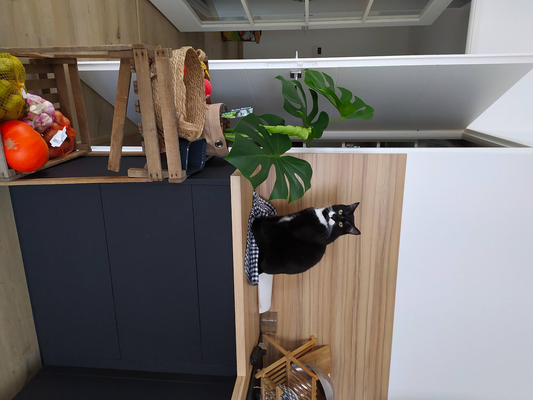 Nakéo participe au concours pour gagner de l'argent avec cette photo : calabaza, carnivore, cat, cucurbita, felidae, flowerpot, gourd, hardwood, houseplant, interior_design, natural_foods, plant, pumpkin, room, shelf, shelving, small_to_medium_sized_cats, vegetable, winter_squash, wood