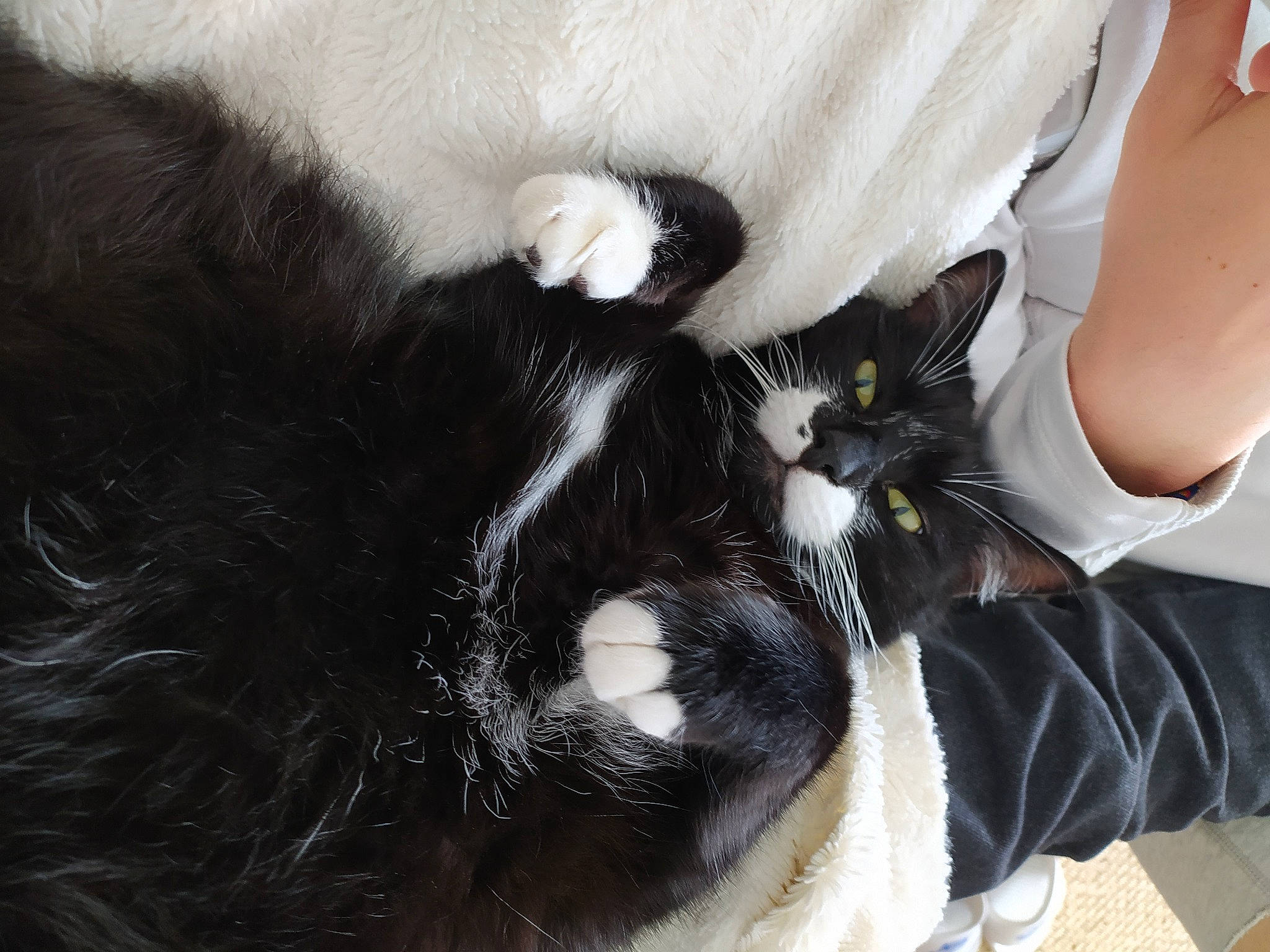 Nakéo a rejoint le concours — aidez-le/la à gagner de superbes lots ! carnivore, cat, claw, comfort, companion_dog, domestic_short_haired_cat, felidae, foot, formal_wear, fur, human_leg, lap, paw, small_to_medium_sized_cats, suit, tail, thigh, tree, whiskers