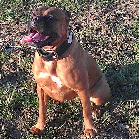 Ficelle a rejoint le concours — aidez-le/la à gagner de superbes lots ! american_pit_bull_terrier, bandog, boerboel, boxer, bullmastiff, canidae, carnivore, dog, dog_breed, fawn, mammal, molosser, non_sporting_group, rare_breed_dog, vertebrate