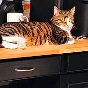 Tao participe au concours pour gagner de l'argent avec cette photo : animal, black_cabinet, cabinet, cat, closed_eyes, coffee_machine, counter, cozy, domestic, feline, indoor, kitchen, mug, pet, quiet, relaxed, resting, striped, tabby, wooden_surface