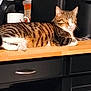 animal, black_cabinet, cabinet, cat, closed_eyes, coffee_machine, counter, cozy, domestic, feline, indoor, kitchen, mug, pet, quiet, relaxed, resting, striped, tabby, wooden_surface