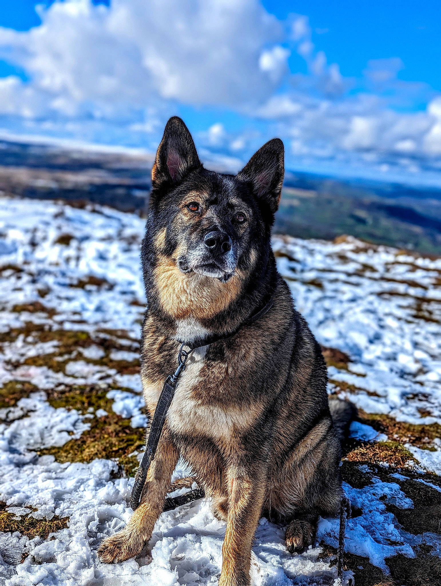 Blaze is registered to the contest to win money with this photo: australian_cattle_dog, black_norwegian_elkhound, canidae, canis, carnivore, cloud, dog, dog_breed, freezing, german_shepherd_dog, herding_dog, sky, snout, snow, sporting_group, tail, terrestrial_animal, wildlife, winter, working_animal
