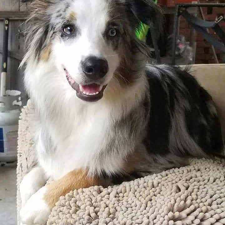 Maxx is registered to the contest to win money with this photo: animal, australian_shepherd, blanket, cozy, dog, ears, eyes, face, fur, furniture, happy, home, indoor, laying_down, mouth, nose, pet, relaxed, smiling, tongue