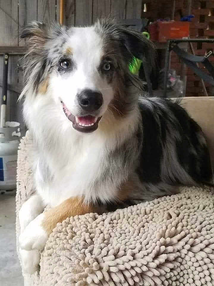 Maxx is registered to the contest to win money with this photo: dog, australian_shepherd, smiling, laying_down, indoor, blanket, furniture, pet, animal, happy, fur, ears, face, eyes, nose, mouth, tongue, cozy, home, relaxed
