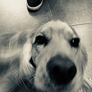 Mac Fly a rejoint le concours — aidez-le/la à gagner de superbes lots ! black_and_white, carnivoran, dog, dog_breed, dog_breed_group, dog_like_mammal, eye, fur, golden_retriever, monochrome, monochrome_photography, nose, puppy, retriever, snout, sporting_group, whiskers