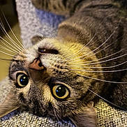 Simone participe au concours pour gagner de l'argent avec cette photo : cat, tabby_cat, whiskers, close_up, wide_eyes, curious, fur, pet, animal, indoor, texture, lying_down, playful, cute, ears, face, nose, relaxed, domestic_cat, feline