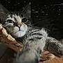 Simone a rejoint le concours — aidez-le/la à gagner de superbes lots ! cat, tabby, paw, close_up, basket, wooden_floor, curious, pet, feline, indoor, animal, whiskers, ears, fur, reaching, cozy, domestic, cute, portrait, soft_focus