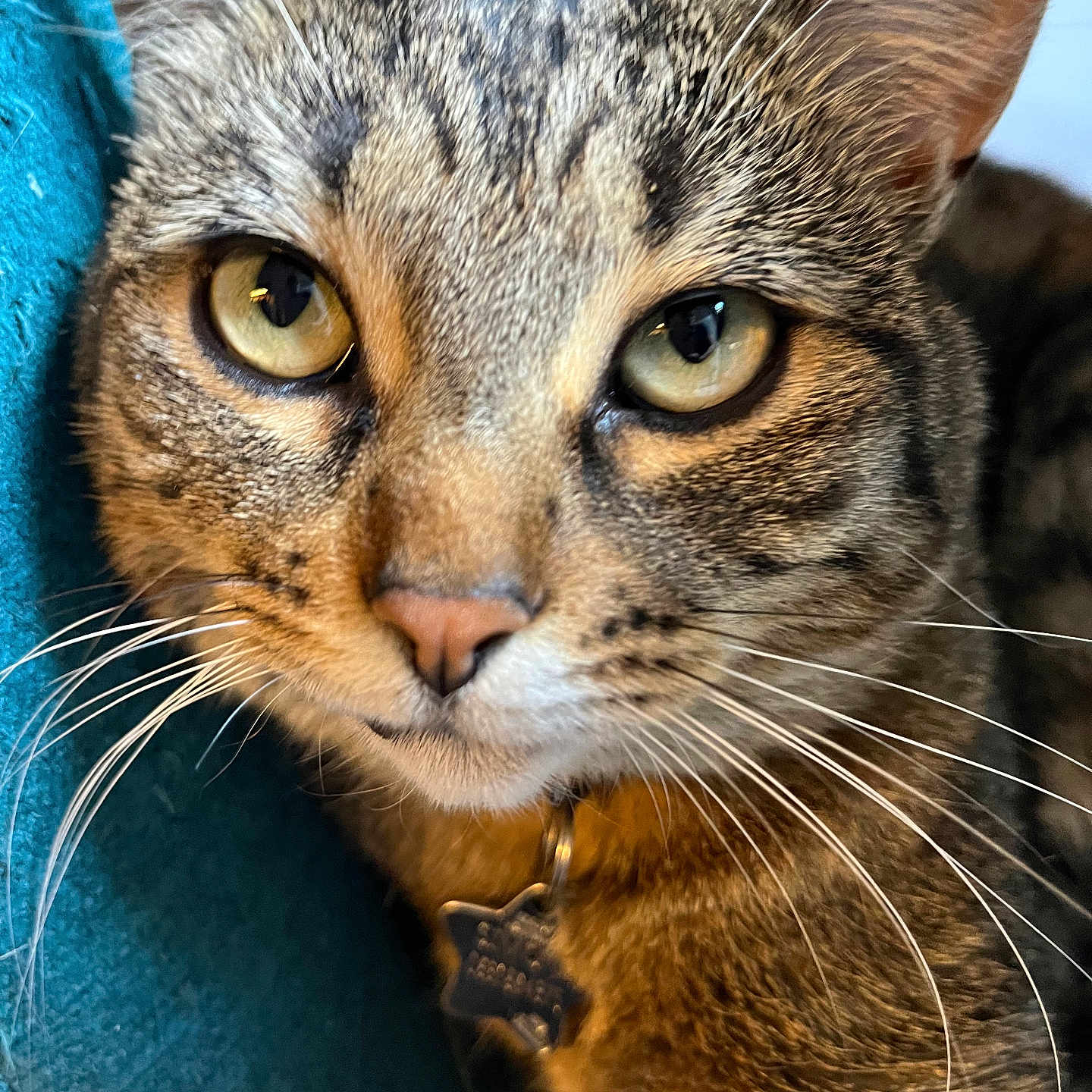 Simone a rejoint le concours — aidez-le/la à gagner de superbes lots ! animal, cat, close_up, collar, curious, domestic, ear, face, feline, fur, indoor, mammal, nose, pet, portrait, resting, star_tag, tabby, whiskers, yellow_eyes