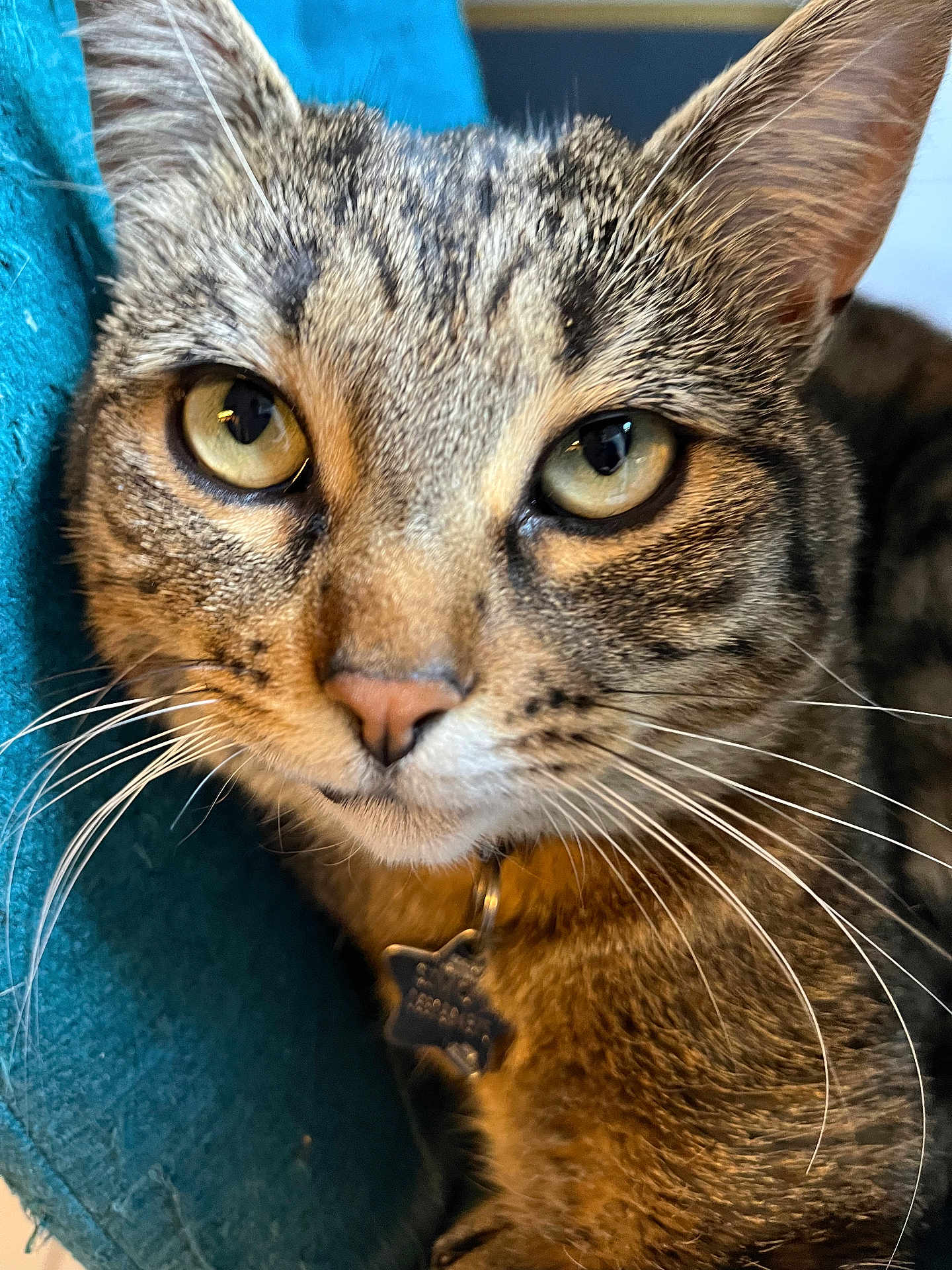 Simone a rejoint le concours — aidez-le/la à gagner de superbes lots ! cat, tabby, close_up, whiskers, yellow_eyes, pet, feline, collar, star_tag, indoor, fur, animal, mammal, face, ear, nose, curious, domestic, portrait, resting