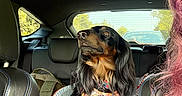 Bear is registered to the contest to win money with this photo: dog, car_interior, dog_harness, pet_seat, black_dog, tan_markings, window, sunlight, seatbelt, backseat, person_partial, pink_hair, car_seat, seat_headrest, car_window, outdoor_view, nature, travel, pet, companion