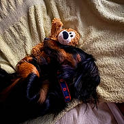 Bear is registered to the contest to win money with this photo: animal, bed, black, blanket, collar, comfort, cozy, cute, dog, fur, indoor, pet, plush_toy, relaxation, resting, sleeping, snuggling, soft, tan, toy