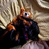 dog, plush_toy, blanket, bed, sleeping, cozy, fur, black, tan, snuggling, soft, indoor, resting, cute, collar, toy, comfort, animal, pet, relaxation