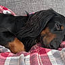 Bear joined the competition — help win amazing prizes! dog, dachshund, sleeping, black_and_tan, pet, blanket, plaid, cozy, resting, fur, closeup, indoor, couch, comfort, animal, canine, relaxation, nap, home, soft