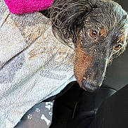 Bear joined the competition — help win amazing prizes! dog, muddy, towel, pink_towel, brown_eyes, wet_fur, blanket, paw_print, car_seat, closeup, pet, animal, indoors, resting, looking_up, cute, messy, fur, portrait, cozy