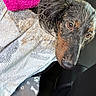 dog, muddy, towel, pink_towel, brown_eyes, wet_fur, blanket, paw_print, car_seat, closeup, pet, animal, indoors, resting, looking_up, cute, messy, fur, portrait, cozy