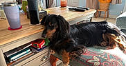 Bear is registered to the contest to win money with this photo: basket, black_dog, books, brown_dog, carpet, coffee_table, cup, curtains, cushioned_stool, dog, furniture, living_room, long_hair, notebooks, remote_control, sunlight, tennis_balls, water_bottle, window, wooden_table