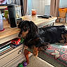 Bear is registered to the contest to win money with this photo: dog, long_hair, black_dog, brown_dog, cushioned_stool, wooden_table, coffee_table, remote_control, water_bottle, cup, living_room, carpet, curtains, basket, window, books, notebooks, tennis_balls, sunlight, furniture