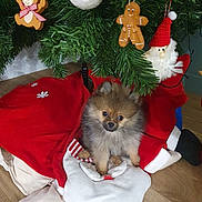 Alvin participe au concours pour gagner de l'argent avec cette photo : christmas_tree, cute, decorations, dog, festive, fluffy, gingerbread_man, green, holiday, indoor, ornaments, pet, puppy, red, santa_figure, small_dog, teddy_bear, tree_skirt, white, wooden_floor