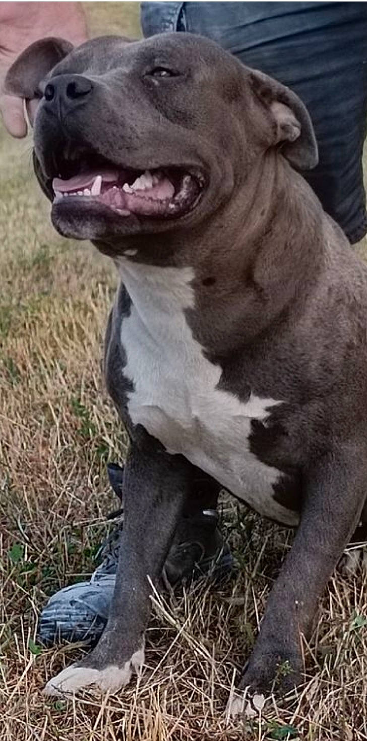 Saïko a rejoint le concours — aidez-le/la à gagner de superbes lots ! canidae, carnivore, collar, companion_dog, dog, dog_breed, fang, fawn, fur, grass, jaw, liver, pet_supply, snout, soil, sporting_group, terrestrial_animal, whiskers, wildlife, working_animal