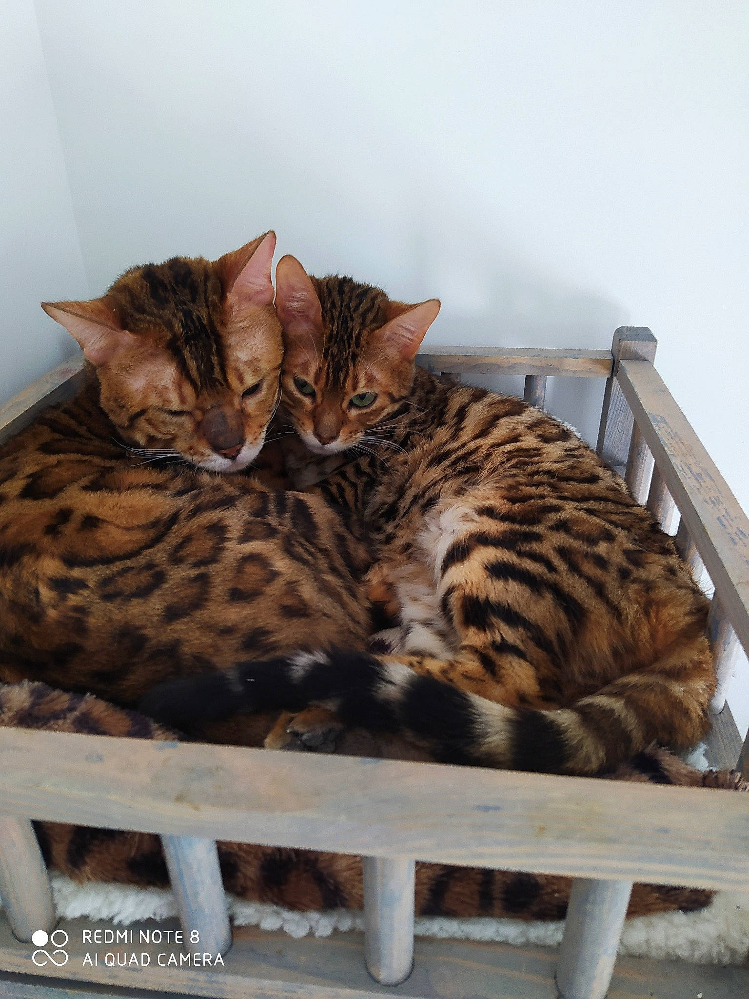 Naruto a rejoint le concours — aidez-le/la à gagner de superbes lots ! carnivore, cat, cat_bed, cat_supply, comfort, domestic_short_haired_cat, felidae, fur, mammal, pet_supply, small_to_medium_sized_cats, snout, tail, terrestrial_animal, vertebrate, whiskers, wood