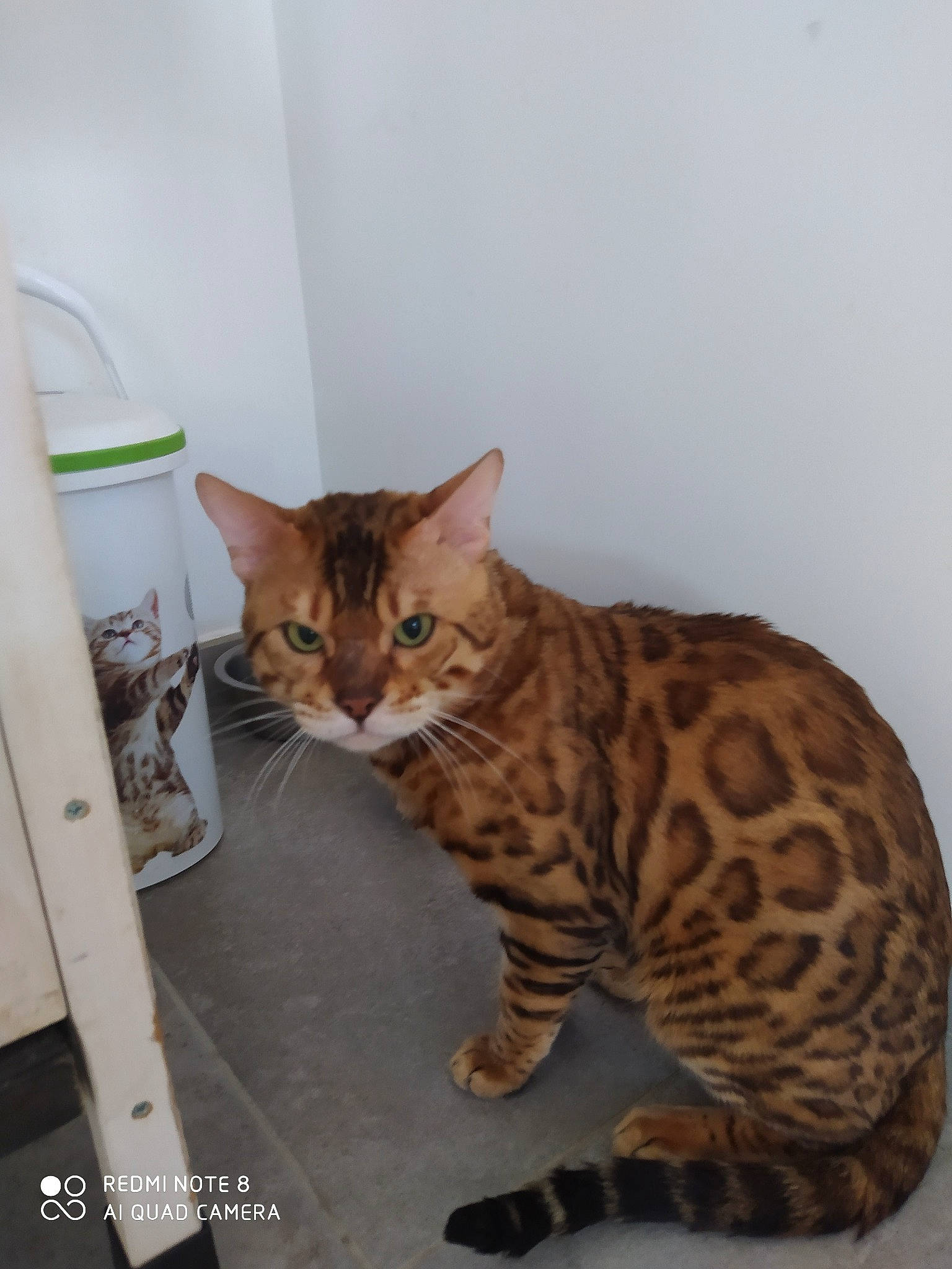 Naruto a rejoint le concours — aidez-le/la à gagner de superbes lots ! carnivore, cat, comfort, fawn, felidae, fur, small_to_medium_sized_cats, snout, tail, terrestrial_animal, whiskers