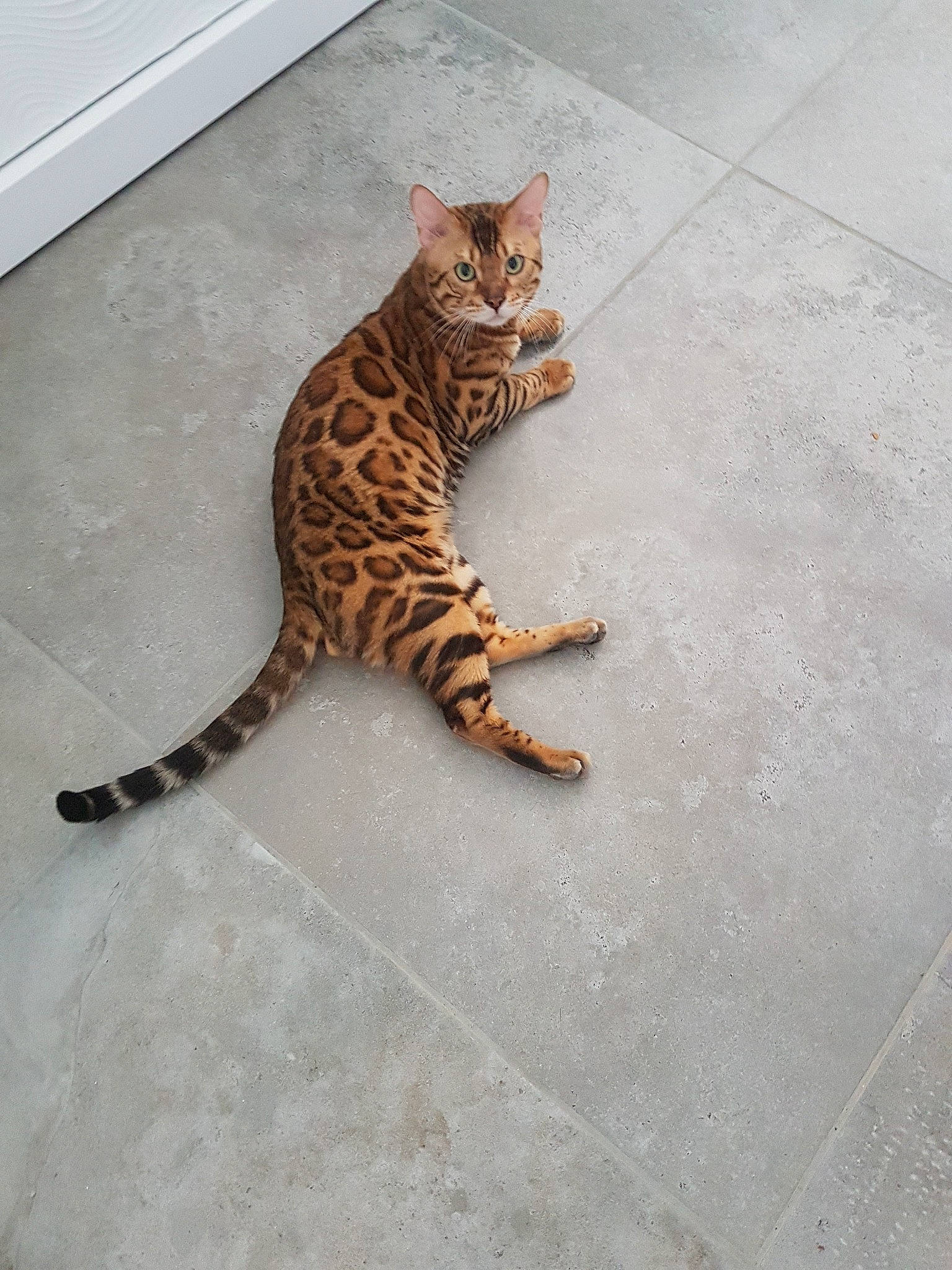 Naruto participe au concours pour gagner de l'argent avec cette photo : big_cats, carnivore, cat, claw, domestic_short_haired_cat, fawn, felidae, flooring, foot, fur, paw, road_surface, sitting, small_to_medium_sized_cats, snout, tail, terrestrial_animal, whiskers, wildlife, wood