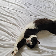 Manbo participe au concours pour gagner de l'argent avec cette photo : animal, bed, bedding, bedroom, black_and_white, blue_blanket, cat, ears, feline, fluffy, indoor, lying_down, paw, pet, pink_nose, relaxed, stretching, upside_down, whiskers, white_sheets